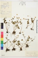 藏品(沼地毛茛)的圖片