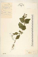 藏品(腺梗豨薟)的圖片