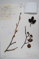 藏品(遼東赤楊、遼東榿木、毛赤楊)的圖片