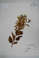 藏品(草野氏冬青)的圖片