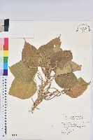 藏品(紅頭鐵莧、蘭嶼鐵莧)的圖片