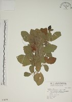 藏品(白木蘇花)的圖片