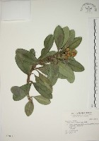 藏品(蘭嶼念珠藤)的圖片