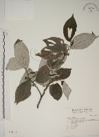 藏品(四脈麻)的圖片