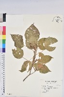 藏品(紅頭鐵莧、蘭嶼鐵莧)的圖片