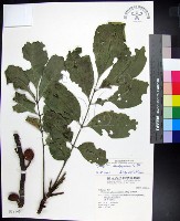 藏品(蘭嶼椌木)的圖片