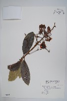 藏品(鈍葉大果漆, 小葉大果漆)的圖片