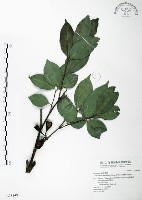 藏品(台灣棒花蒲桃)的圖片