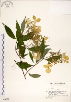 藏品(華八仙)的圖片