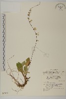 藏品(臺灣鬼督郵)的圖片