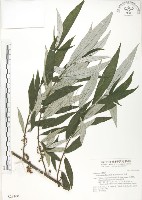 藏品(水麻)的圖片