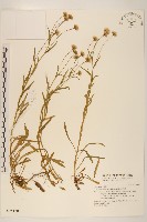 藏品(福山氏飛蓬)的圖片