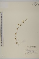 藏品(阿里山繁縷)的圖片