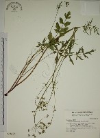 藏品(玉山茴香)的圖片