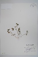 藏品(山桔梗)的圖片