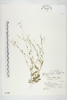 藏品(玉山筷子芥)的圖片