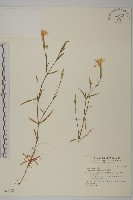 藏品(玉山石竹)的圖片