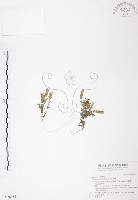 藏品(玉山龍膽)的圖片