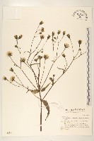 藏品(玉山毛蓮菜)的圖片