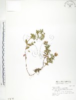 藏品(玉山金絲桃)的圖片