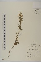 藏品(野茼蒿)的圖片