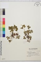 藏品(鹿場毛茛)的圖片