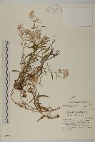 藏品(玉山抱莖籟簫)的圖片