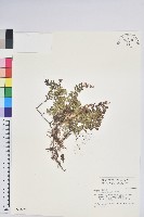 藏品(高山白珠樹)的圖片