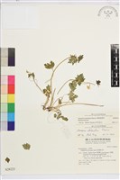 藏品(匍枝銀蓮花)的圖片