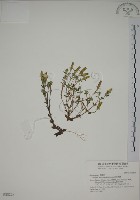 藏品(黃斑龍膽)的圖片