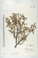 藏品(小葉胡頹子)的圖片