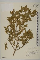 藏品(刺果衛矛)的圖片