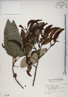 藏品(椆樹桑寄生, 大葉榿寄生)的圖片