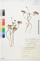 藏品(森氏毛茛、長柄毛茛)的圖片