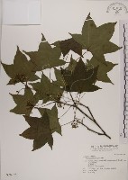 藏品(青楓)的圖片