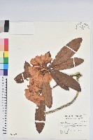 藏品(森氏杜鵑、森氏滿江紅)的圖片