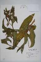 藏品(康復力)的圖片