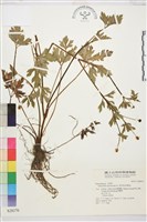 藏品(水辣菜、禺毛茛)的圖片