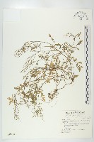 藏品(台灣碎米薺)的圖片