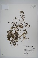 藏品(山桔梗)的圖片