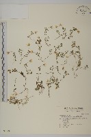 藏品(阿里山繁縷)的圖片