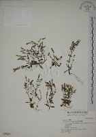 藏品(黃斑龍膽)的圖片