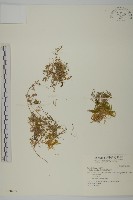 藏品(瓜槌草、漆姑草)的圖片