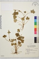 藏品(辣子草、揚子毛茛)的圖片