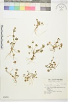 藏品(掌葉毛茛)的圖片