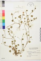 藏品(掌葉毛茛)的圖片