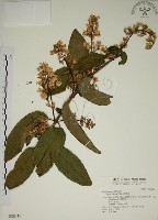 藏品(大葉溲疏)的圖片