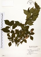 藏品(烏皮九芎、奮起湖野茉莉)的圖片
