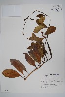 藏品(爬森藤)的圖片