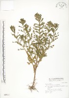 藏品(茅毛珍珠菜)的圖片